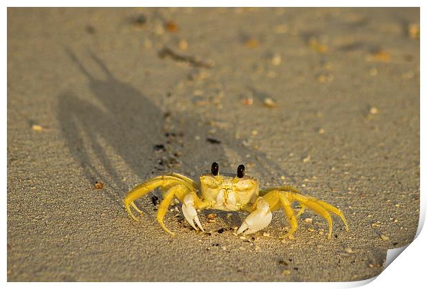 Sand crab on the beach Print by Jason Wells