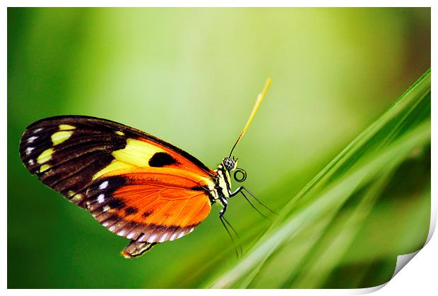 Tiger Longwing butterfly Print by Jason Wells
