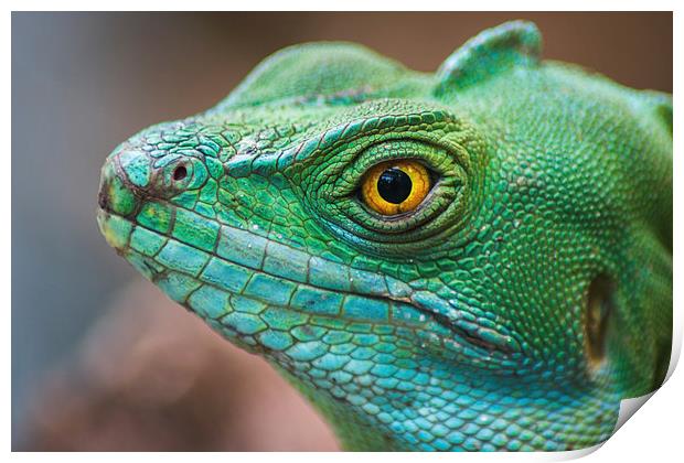 Basilisco iguana close-up Print by Jason Wells