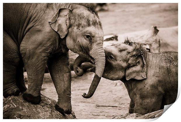 Infant elephants playing Print by Jason Wells
