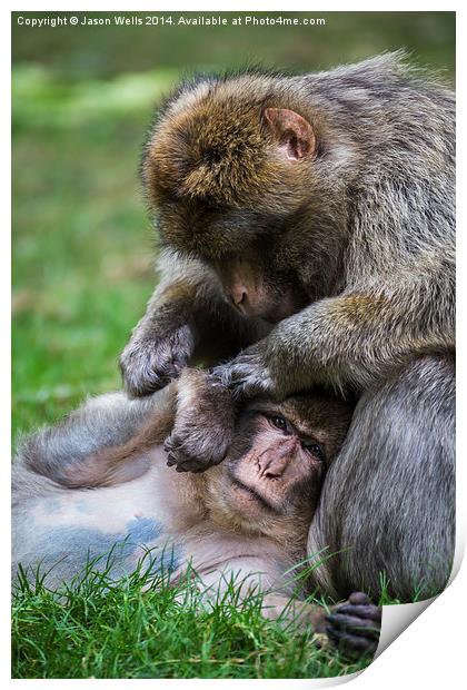 Barbary macaques grooming Print by Jason Wells