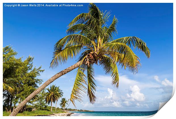 Palm tree overhanging the beach Print by Jason Wells