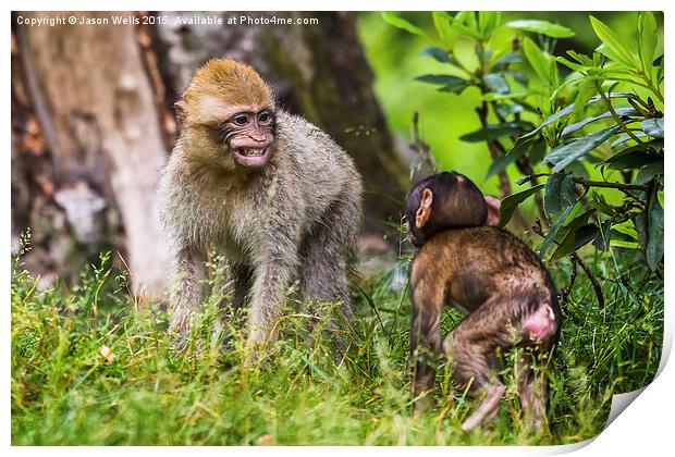 Young Barbary macaques playing together Print by Jason Wells