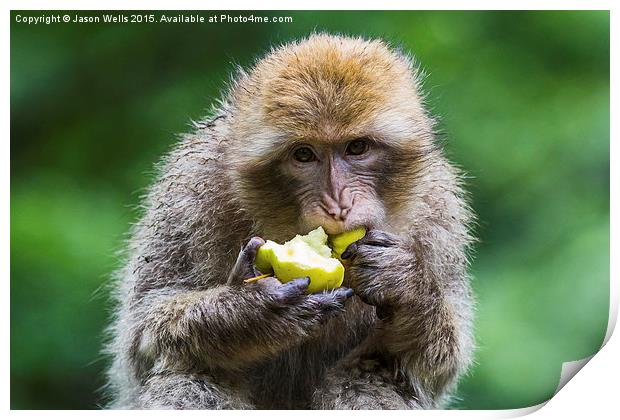  Barbary macaque snacking on an apple Print by Jason Wells