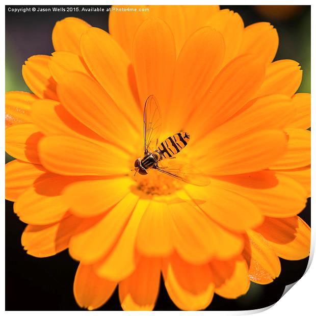 Hoverfly in the centre of an orange flower Print by Jason Wells