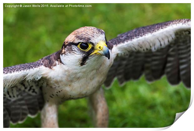 Peregrine falcon Print by Jason Wells