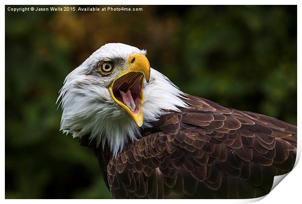 A Bald Eagle squawking Print by Jason Wells