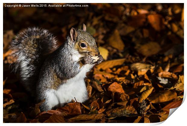 Grey Squirrel feeding Print by Jason Wells