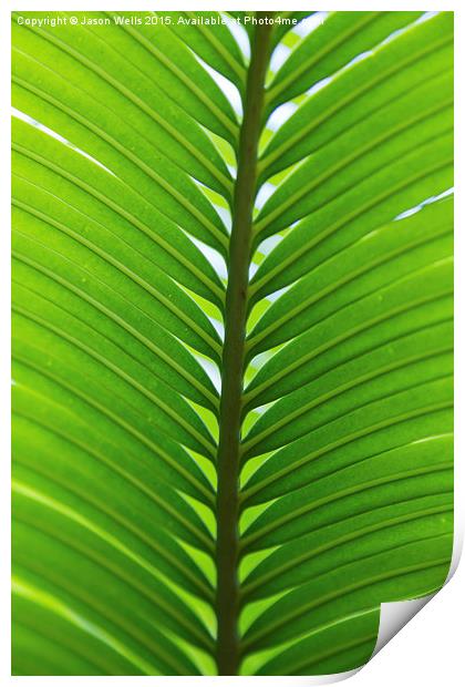 Close-up of a palm leaf Print by Jason Wells