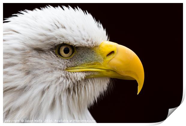 Portrait of a Bald Eagle. Print by Jason Wells
