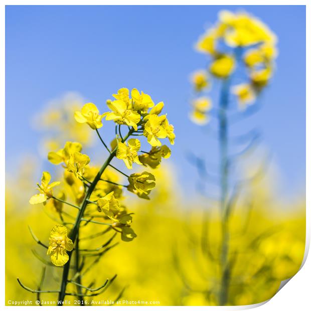 Square crop of rapeseed flowers Print by Jason Wells