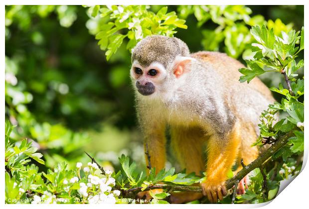 Squirrel monkey preparing to jump Print by Jason Wells