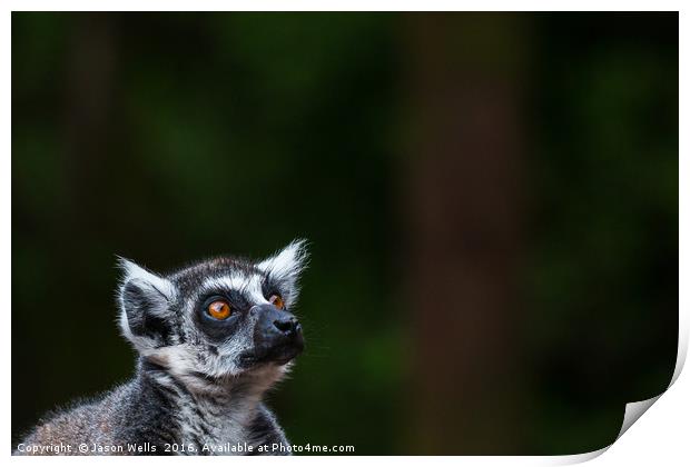 Ring-tailed lemur looking towards the sky Print by Jason Wells