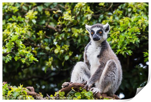Ring-tailed lemur in a tree Print by Jason Wells