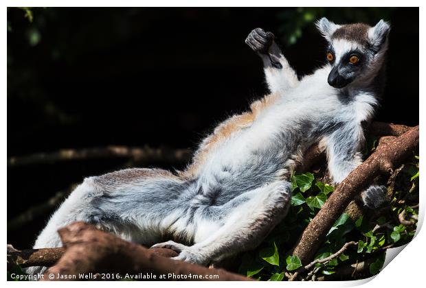 Ring-tailed lemur sunbathing on a tree Print by Jason Wells