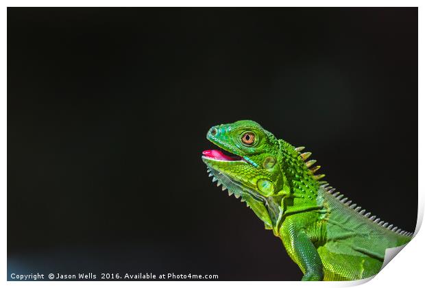 Juvenile Green Iguana basking Print by Jason Wells