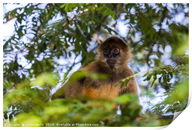 A spider monkey in the tree tops Print by Jason Wells