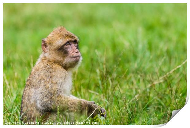 Infant Barbary macaque with a bunch of grapes Print by Jason Wells