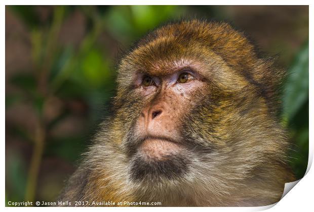 Portrait of an adult Barbary macaque Print by Jason Wells