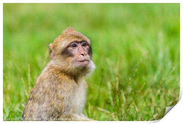 Young Barbary macaque with its mouth full of grape Print by Jason Wells