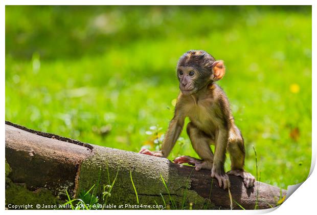 Climbing practice for a baby Barbary macaque  Print by Jason Wells