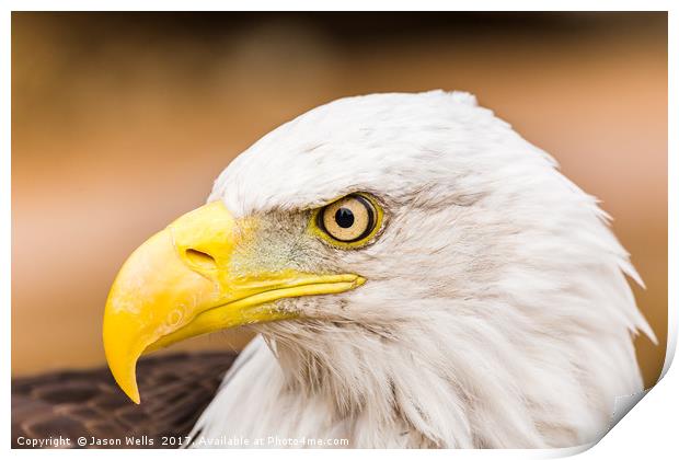 Bald Eagle glances to one side Print by Jason Wells