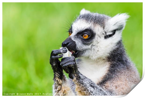 Ring-tailed lemur eating Print by Jason Wells