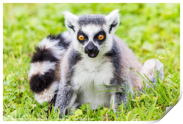Portrait of a Ring-tailed lemur Print by Jason Wells