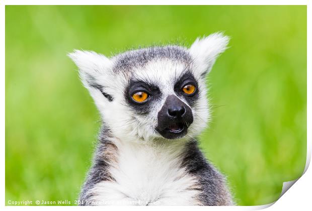 Ring-tailed lemur chewing Print by Jason Wells