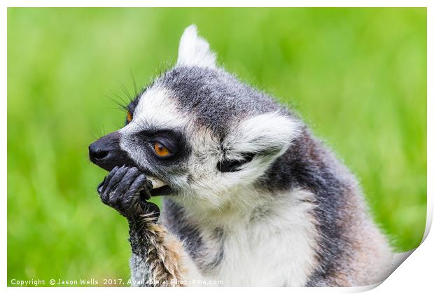 Ring-tailed lemur feeding Print by Jason Wells