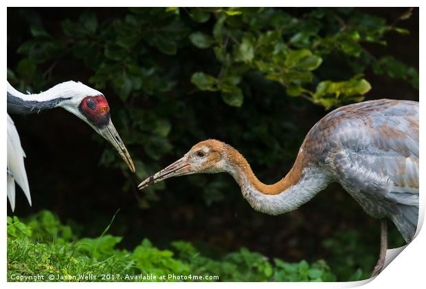 Red crowned crane feeding its chick Print by Jason Wells