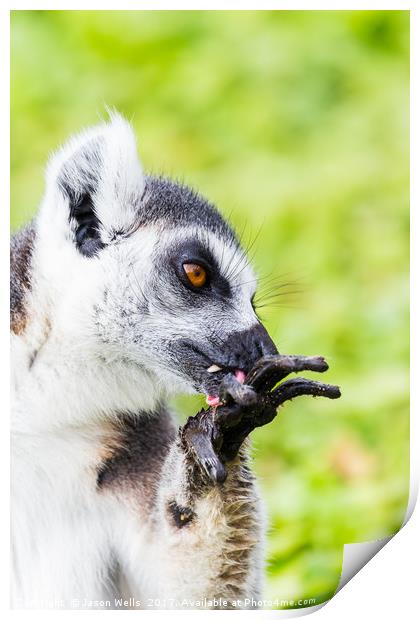 Ring-tailed lemur cleaning itself Print by Jason Wells