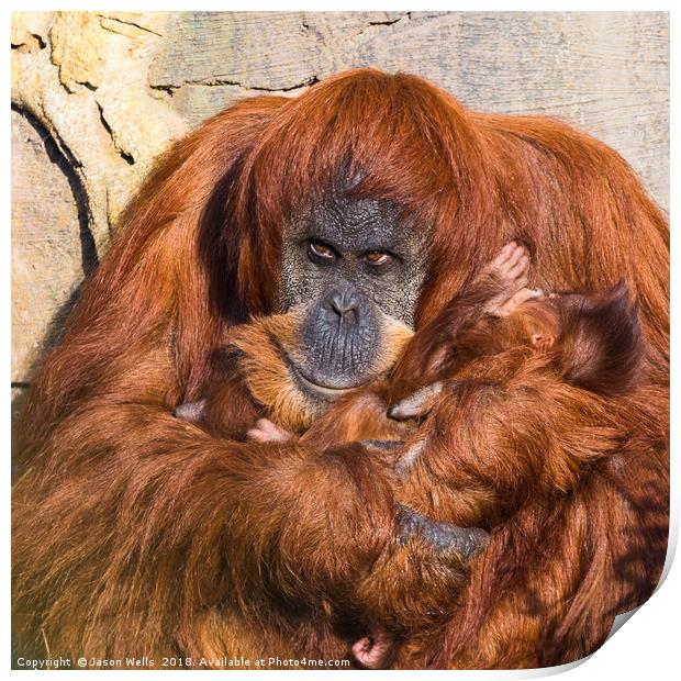 Mother and baby Sumatran Orangutans Print by Jason Wells