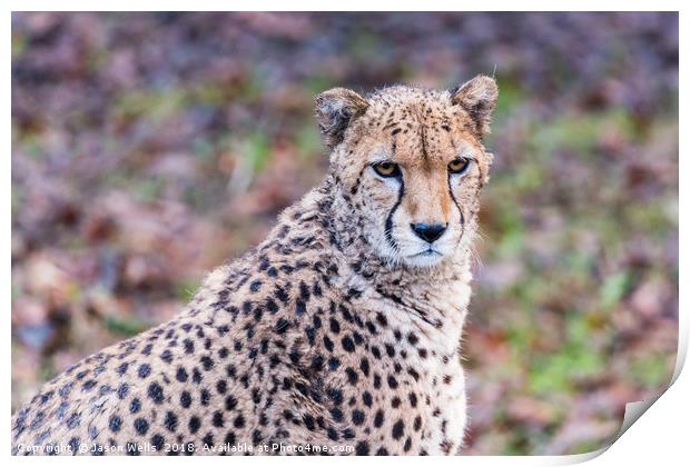 African Cheetah pauses from a feed Print by Jason Wells