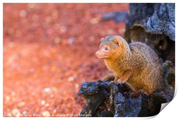 Common dwarf mongoose peers out of a log Print by Jason Wells