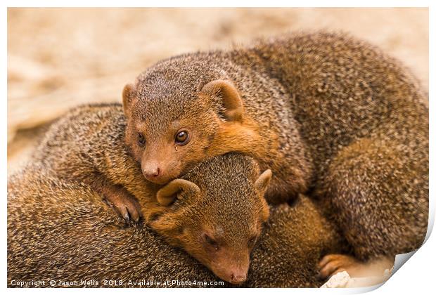 Common dwarf mongoose trio Print by Jason Wells