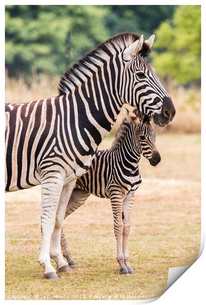 Mother & baby zebra Print by Jason Wells