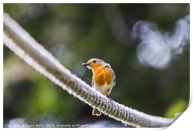 European Robin on a rope Print by Jason Wells