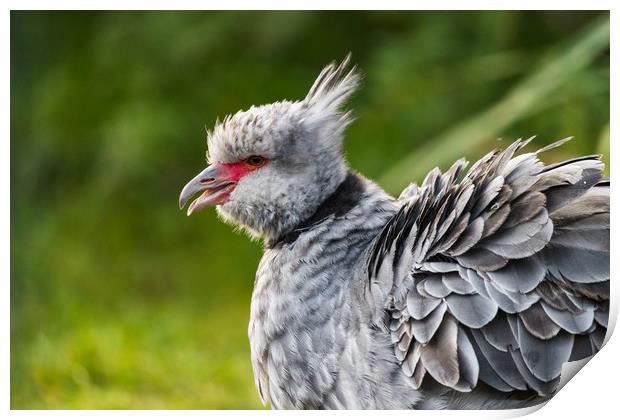 Crested screamer with its beak open Print by Jason Wells