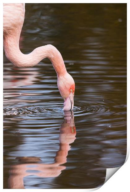 Reflection of a preening Chilean flamingo Print by Jason Wells