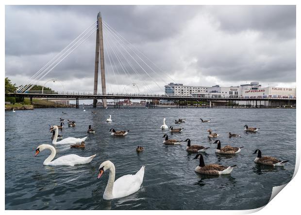 Swans and geese on Southport Marina Print by Jason Wells