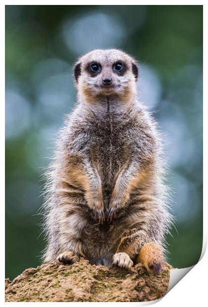 Portrait of a meerkat Print by Jason Wells