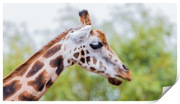 Giraffe chewing Print by Jason Wells