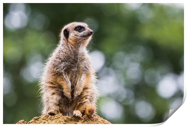Meerkat perched on a rock Print by Jason Wells