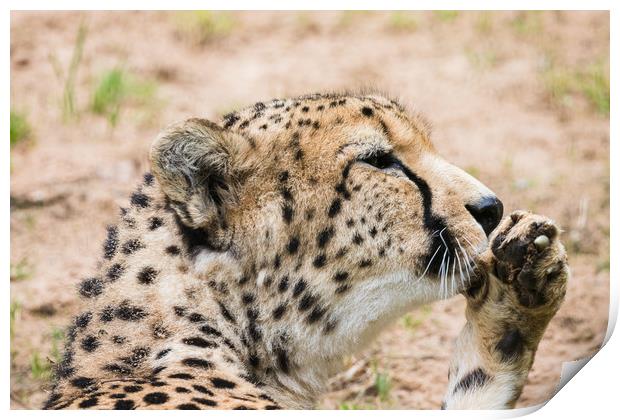 Cheetah cleaning its paw Print by Jason Wells