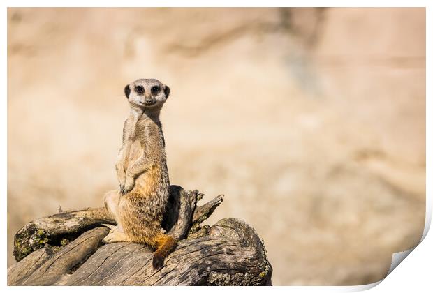 Meerkat perched on dry wood Print by Jason Wells