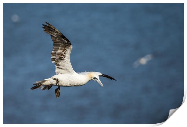 Northern gannet flying above the top of the cliff Print by Jason Wells
