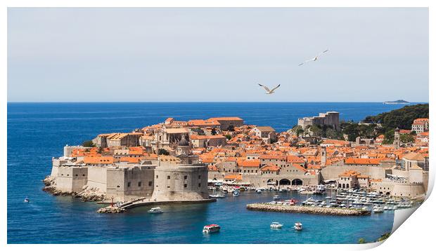 Sea gulls over the old town of Dubrovnik Print by Jason Wells