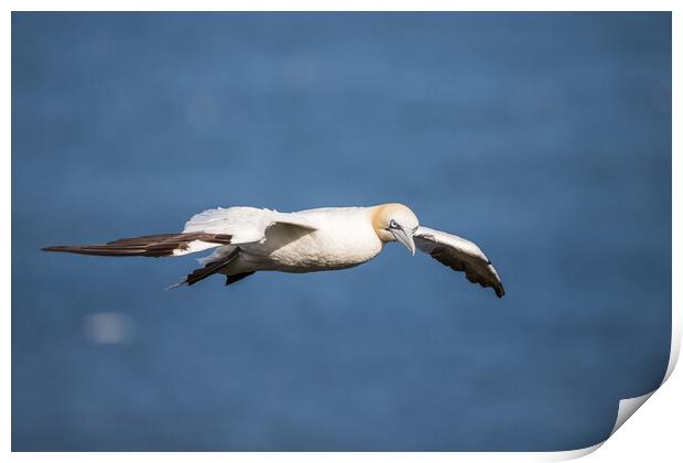 Northern gannet flying on the coast of the North Sea Print by Jason Wells