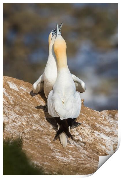 Northern gannet in courtship Print by Jason Wells
